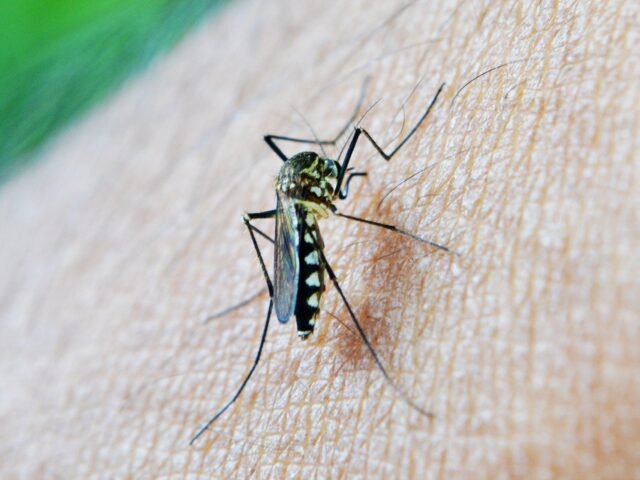 Alerta de salud: después de las tormentas de marzo, los enjambres de mosquitos a Andalucia de España antes de lo habitual
