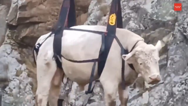 Ayudado atroz de toro atrapado en Madrid Sierra ⋆ Madrid Metropolitan
