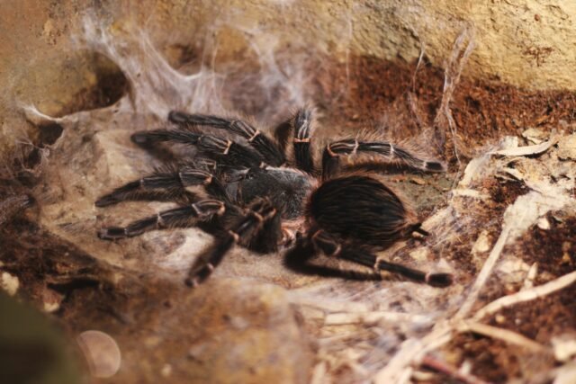 Emergencia en el aire en España: el piloto de Iberia con alergia a la araña es mordida por una tarántula
