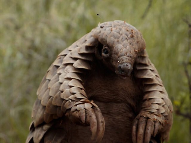 Instintos de animales en el Festival Documental Internacional de Tessalónica

