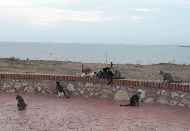 La falta de control sobre las colonias de gatos en Orihuela Costa continúa frustrando a los voluntarios
