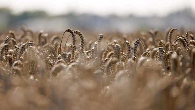 UE para reducir las importaciones agrícolas de Ucrania - AFP - RT World News
