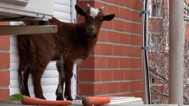 ¡Oh, mi cabra! Adorable animal rescatado después de aparecer misteriosamente en un alféizar de Madrid
