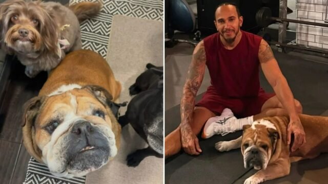 El querido perro de Lewis Hamilton, Roscoe, sufre de neumonía, ya que el cuidador da una actualización de salud

