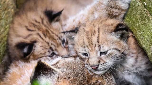 Éxito peludo: otra camada de cachorros de linces ibéricos vulnerables nacidos en el Parque Nacional Doñana de España
