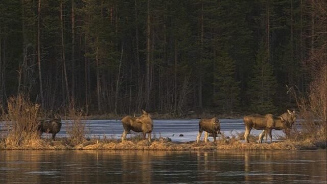 MIRAR: Millones sintonizando la épica migración de los alces de Suecia
