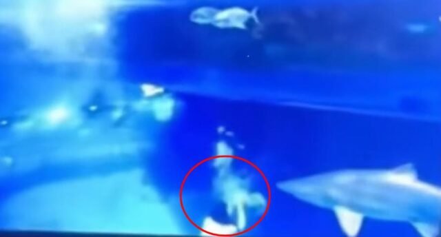 Momento aterrador en un gran tanque de acuario de acuarios para llenar a mano de la sirena de la sirena de tiburones con sangre y dejarla necesitando 100 puntos de sutura
