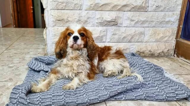 Pet Dog arrebatado por Hamas durante el ataque del 7 de octubre finalmente reunido con el propietario después de 18 meses
