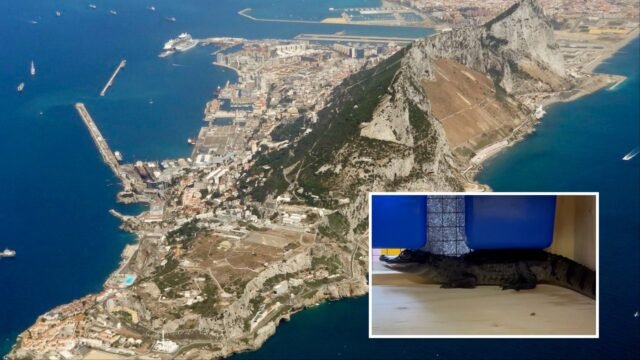 Reloj: Crocodile enano encontrado en Gibraltar: la criatura que crece a 1.2m fue rescatada del acuario doméstico
