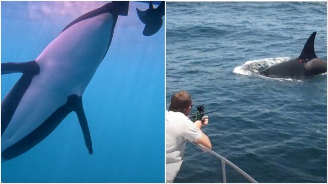 Reloj: los científicos están adjuntando cámaras a las orcas en el estrecho de Gibraltar en medio de la creciente ira yathtie por las 'interacciones' peligrosas
