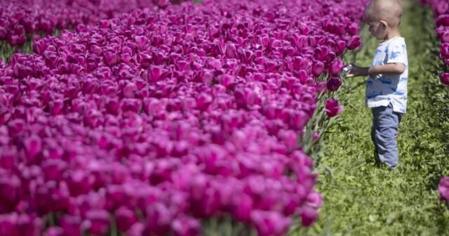 Skagit Valley Tulip Festival 2025: Su guía de las flores de tulipanes de WA
