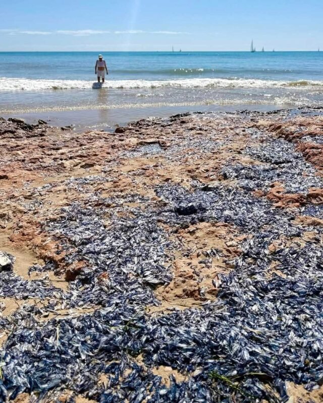 Strange Sea Life cubre muchas playas locales
