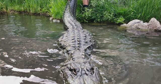 Alligator protagonizado por 'Happy Gilmore' muere de vejez en Colorado
