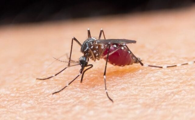 Inspecciones iniciales del Ministerio de Salud de los mosquitos para el virus del Nilo Occidental, mes antes de lo habitual
