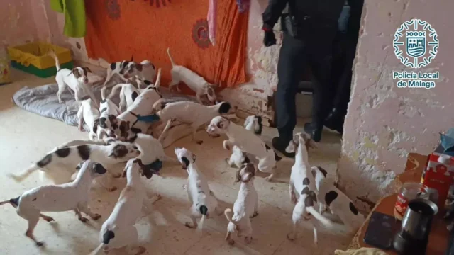 La policía investiga a la mujer que vive con 33 perros y nueve gatos en el apartamento de Málaga que 'emitió olores desagradables'
