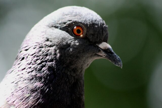 Valencia anuncia nuevas medidas contra las palomas a medida que la población se dispara en cinco años
