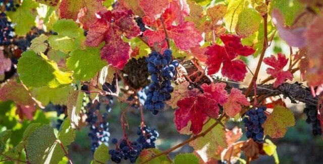 Descubre estas dos famosas regiones productoras de vino a solo un salto corto de Madrid
