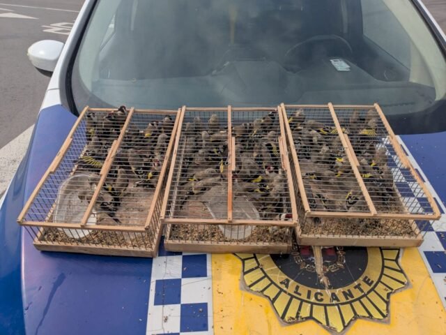 El hombre en Van atrapado con 83 Goldfinches estaba listo para Costa Blanca Ferry Crossing a Argelia
