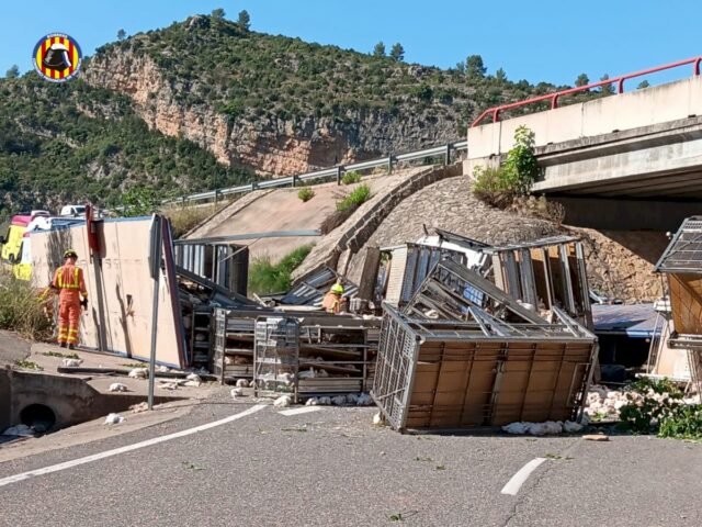 El pollo de la vida real se extiende mientras escape de las jaulas de las jaulas después del accidente de camión en Valencia
