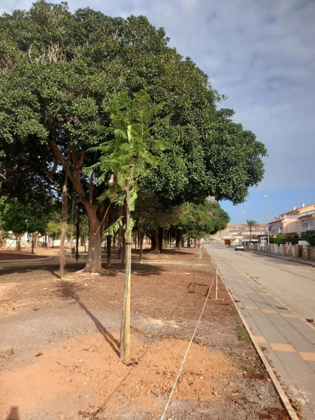 Futuro más verde: la principal unidad de replantación de árboles de Pilar
