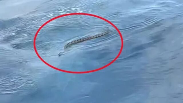Momento de terror La pareja británica huye de la serpiente de natación gigante de 6 pies fuera de Ibiza, ya que Holiday Island es agarrada por la serpiente 'peste'

