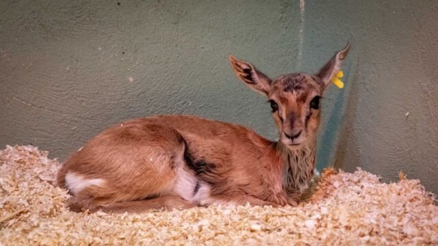 Tres antílopes de Thomson Gazelle nacen en Bioparc Valencia
