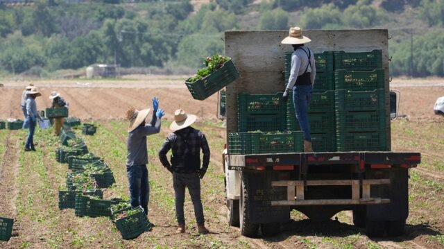 Trump sugiere que los agricultores pueden mantener a los trabajadores indocumentados después de todo
