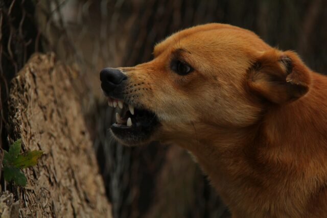 Turista español en estado crítico después de contraer la rabia de la mordedura del perro en Etiopía

