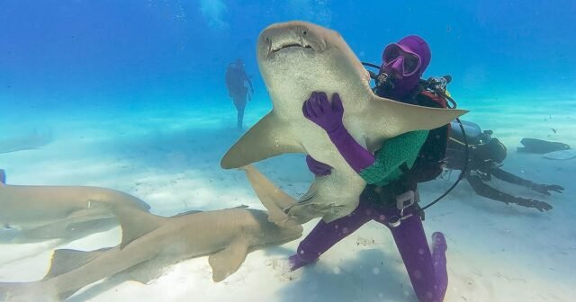 Discovery 'Shark Week' ha violado los blancos excelentes, mira hacia atrás a 'Jaws' y comienza con algunos bailes
