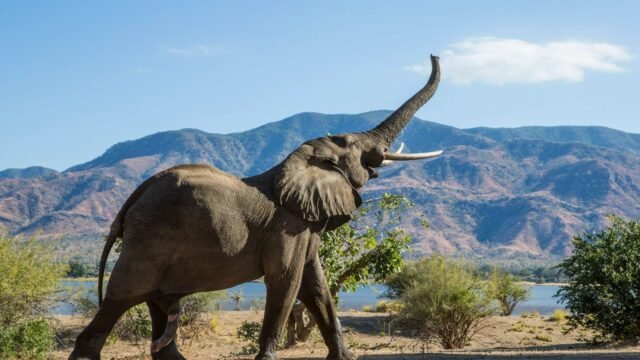 El turista británico y su amigo 'asesinado por el elefante desgarrador' durante el safari para caminar
