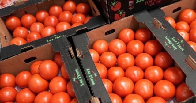 La administración Trump impone el 17% de la tarifa a los tomates mexicanos frescos
