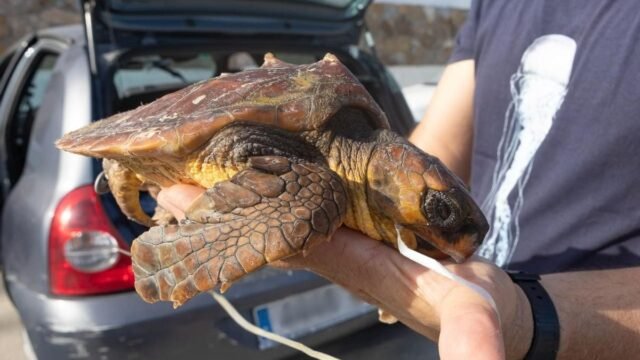 La tortuga marina casi muere después de tragar globo en Costa Blanca Beach
