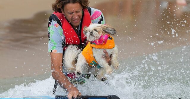 Las imágenes muestran a los perros y sus dueños llevan a Paddleboards para un evento divertido en la costa sur de Inglaterra
