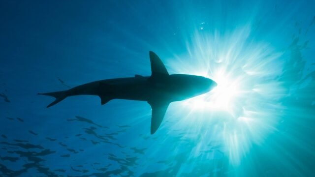 Niño, de siete, mutilado por 13 pies de tiburón y tiene parte de la pierna arrancada por Beast después de saltar al agua mientras jugaba con amigos
