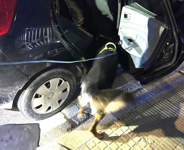 Pareja británica arrestada después de que la policía Sniffer Dog encuentra drogas en su automóvil en Costa Blanca
