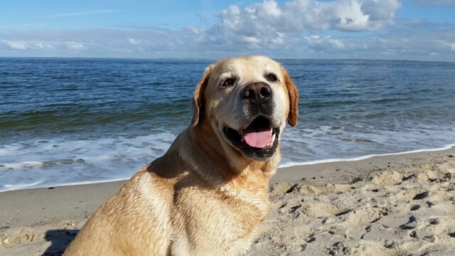 Tenga un día de fectas de pata con tu perro en la mejor playa de Andalucia para perros
