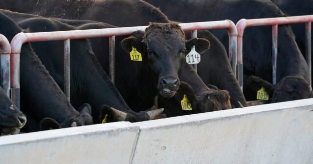 Trump Admin. Promociones "avance comercial importante", ya que Australia dice que aliviará las restricciones de importación de carne de res estadounidense
