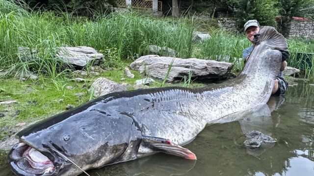 Angler Reels Monster 9 pies Bagre del río Checo en épica batalla de 50 minutos
