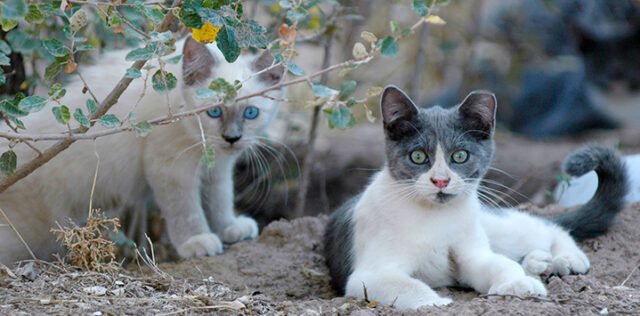 El Ayuntamiento de Orihuela lanza un programa de emergencia para la esterilización de gatos callejeros
