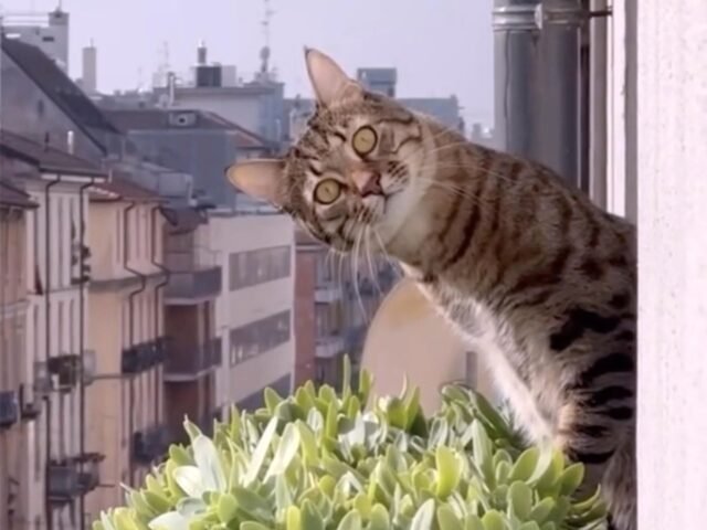 Nuevo reproducción: 73 minutos de videos de gatos llegando a la pantalla grande
