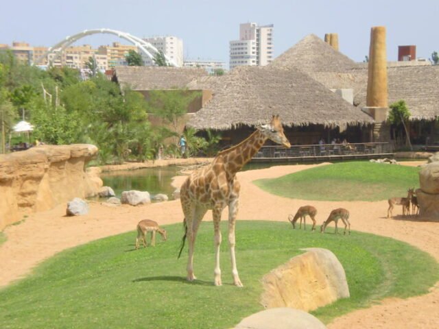 ¡'Bioparc Valencia' es un gran día! • Valencia 24/7
